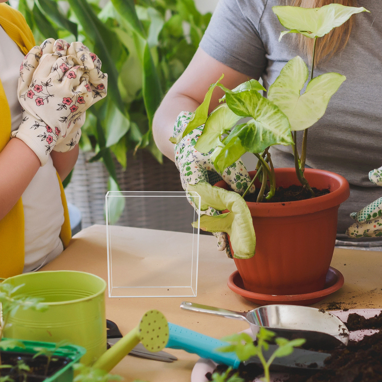 Kids Root Viewer Growing Plant - Plant Parental recensie en prijs